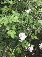 Rosa multiflora