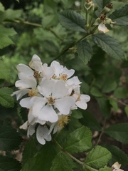 Rosa multiflora