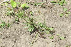 Ranunculus auricomus