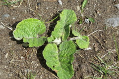 Arctium tomentosum
