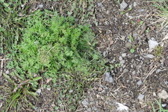 Tripleurospermum inodorum