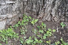 Campanula rapunculoides