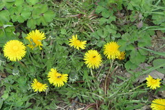 Taraxacum officinale