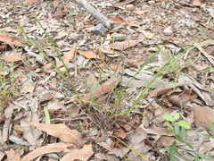 Scleria brownii