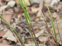 Scleria brownii