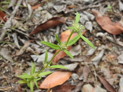 Spermacoce brachystema