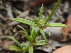 Spermacoce brachystema