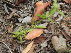 Spermacoce brachystema