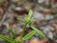 Spermacoce brachystema