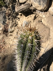 Trichocereus chiloensis chiloensis