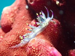 Coryphellina rubrolineata