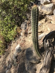 Trichocereus chiloensis chiloensis
