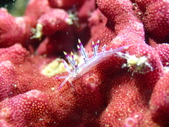 Coryphellina rubrolineata