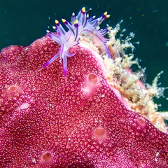 Coryphellina rubrolineata