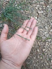 Dianthus marschallii