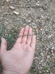 Dianthus marschallii