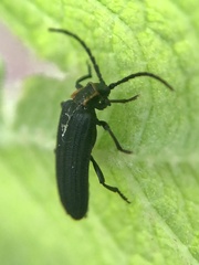 Eropterus