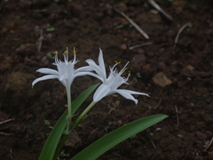 Pancratium triflorum
