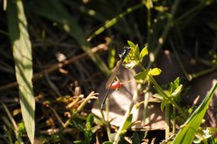 Ischnura cervula