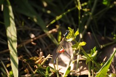 Ischnura cervula