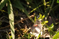 Ischnura cervula
