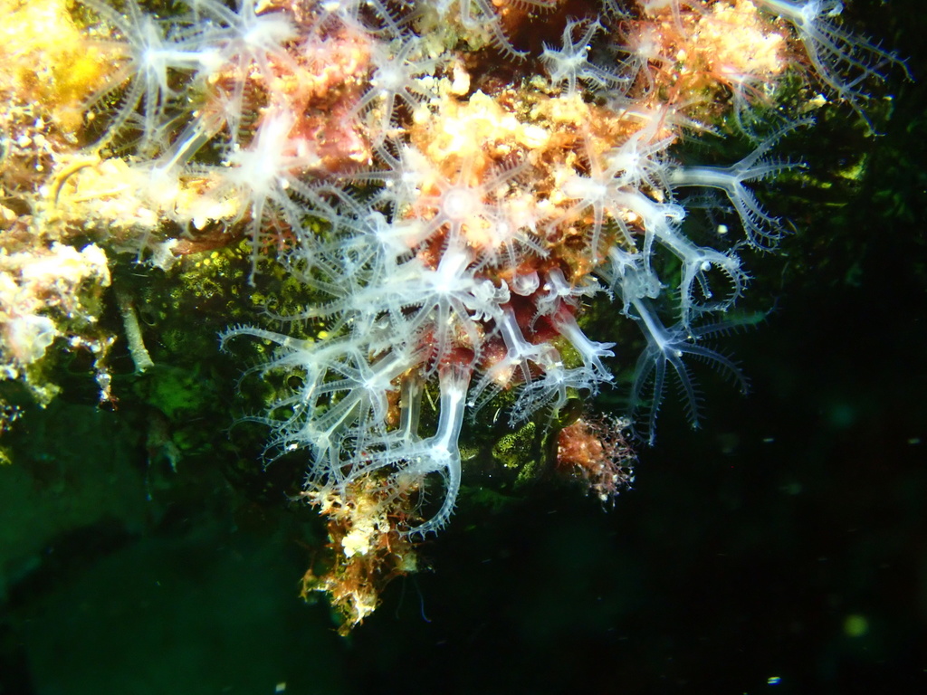 Stragulum bicolor