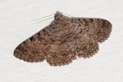 Polydesma boarmoides