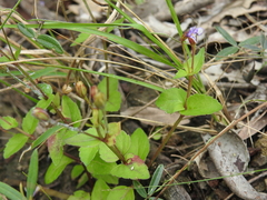 Torenia crustacea