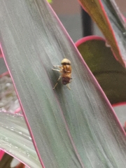 Eristalinus