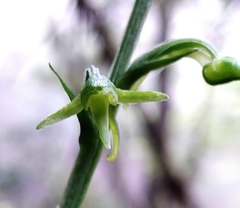 Platanthera stenoglossa