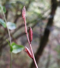 Platanthera stenoglossa