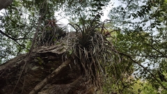 Tillandsia capitata
