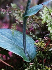 Platanthera stenoglossa