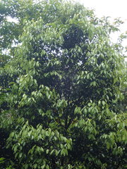Cryptocarya chinensis