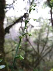 Platanthera stenoglossa