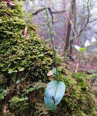 Platanthera stenoglossa