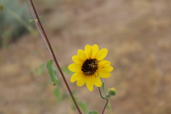 Typocerus balteatus