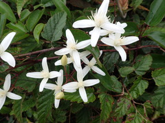 Clematis meyeniana