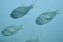 Paratrachichthys trailli