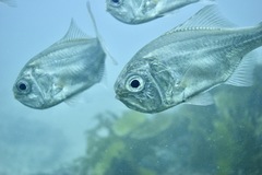 Paratrachichthys trailli