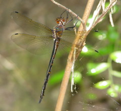 Somatochlora linearis