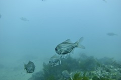 Paratrachichthys trailli