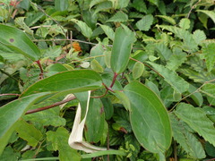 Clematis meyeniana