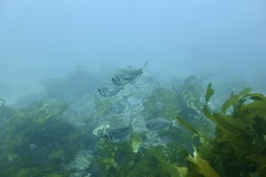 Paratrachichthys trailli