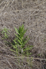 Lilieae