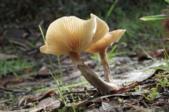 Armillaria luteobubalina