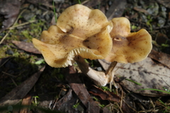 Armillaria luteobubalina