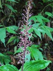 Liparis formosana