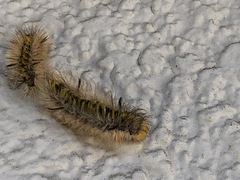 Lophocampa argentata
