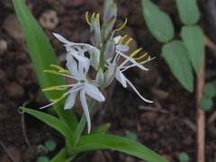 Chlorophytum borivilianum